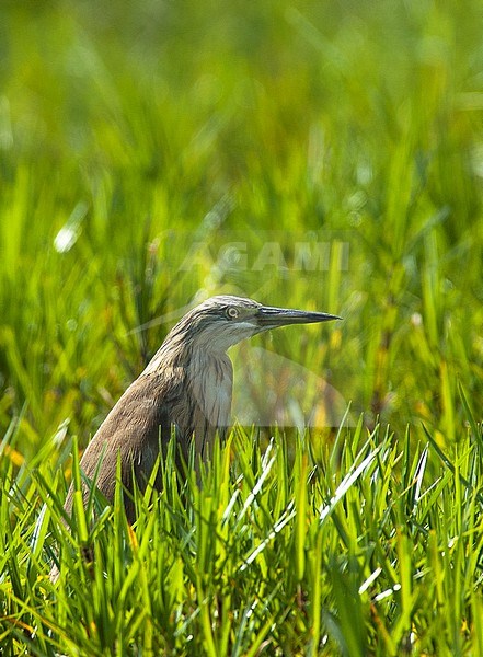 Squacco Heron (Ardeola ralloides) adult perched in the marsh of Lake Mabamba stock-image by Agami/Roy de Haas,