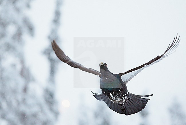 Capercaillie (Tetrao urogallus) Kuusamo Finland Januaryary 2013 stock-image by Agami/Markus Varesvuo,
