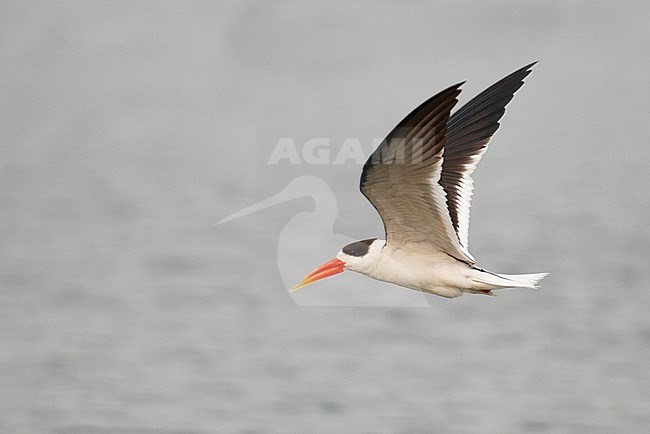 Adult Indian Skimmer (Rynchops albicollis) in the clean Chambal river in India. stock-image by Agami/Josh Jones,
