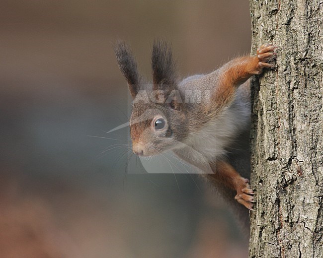 Red Squirrel on tree trunk Netherlands, Rode eekhoorn op boomstronk Nederland stock-image by Agami/Reint Jakob Schut,