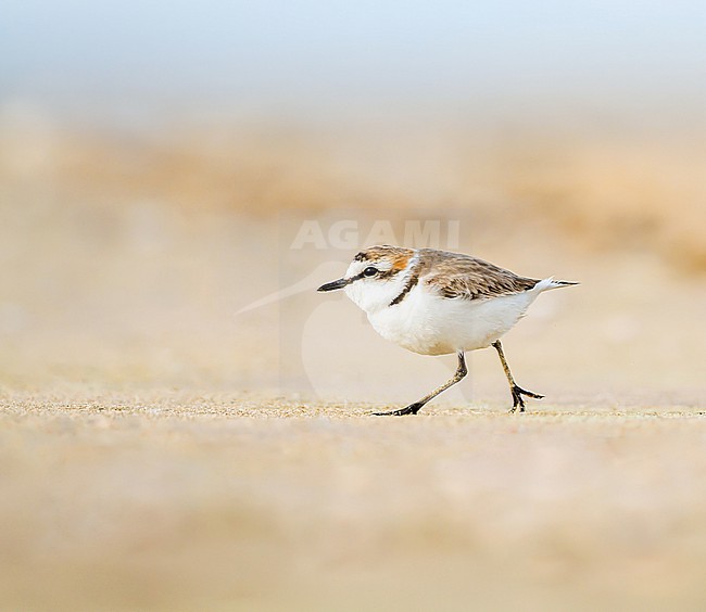 Kentish Plover, Charadrius alexandrinus adult male on sand beach on north sea coast stock-image by Agami/Menno van Duijn,