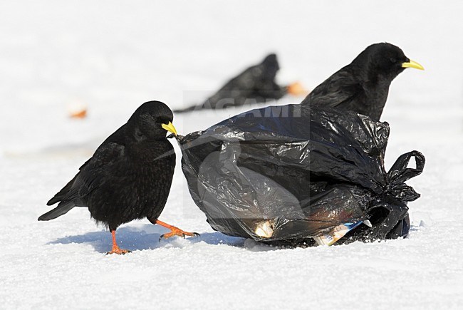 Alpenkauw foeragerend op afval; Alpine Choughs foraging on rubbish stock-image by Agami/Markus Varesvuo,