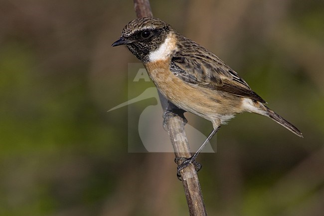European Stonechat male winterplumage perched; Roodborsttapuit man winterkleed zittend stock-image by Agami/Daniele Occhiato,