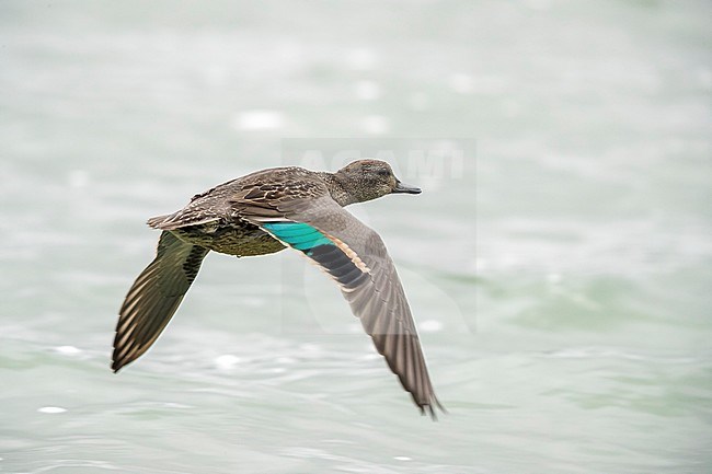 1cy eclipse male Green-winged Teal flying over Lagoa de Furnas, Sao Miguel, Azores. October 24, 2017 stock-image by Agami/Vincent Legrand,