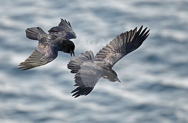 Twee raven in vlucht, Two Common Ravens in flight stock-image by Agami/Markus Varesvuo,