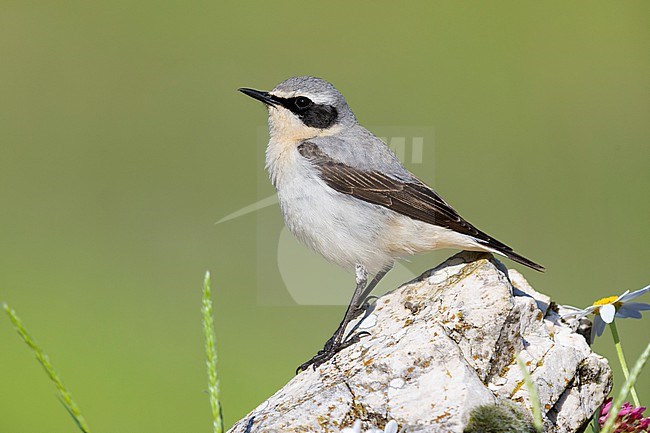 Northern Wheatear (Oenanthe oenanthe), side view of an adult male standing on a rock, Campania, Italy stock-image by Agami/Saverio Gatto,