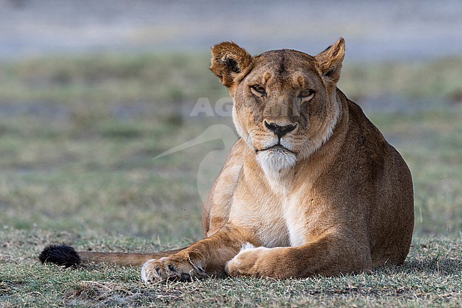 A lioness, Panthera leo, resting. Ndutu, Ngorongoro Conservation Area, Tanzania. stock-image by Agami/Sergio Pitamitz,