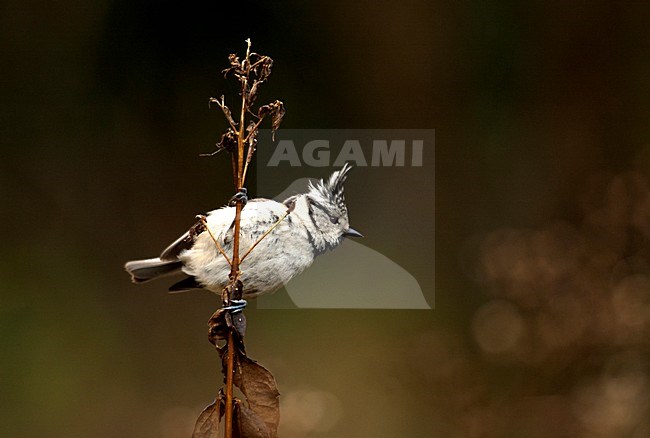 Kuifmees op vetbol, European Crested Tit at feeder stock-image by Agami/Roy de Haas,