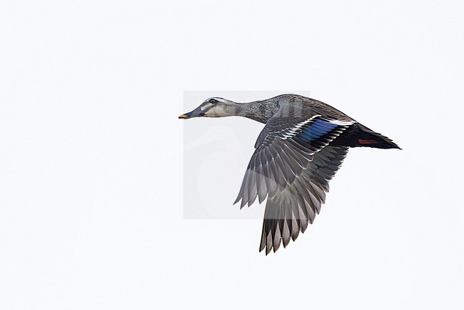 adult male Eastern Spot-billed Duck or Chinese Spot-billed Duck (Anas zonorhyncha) in flight, found in Choibalsan in Dornod Aimag in Mongolia stock-image by Agami/Mathias Putze,
