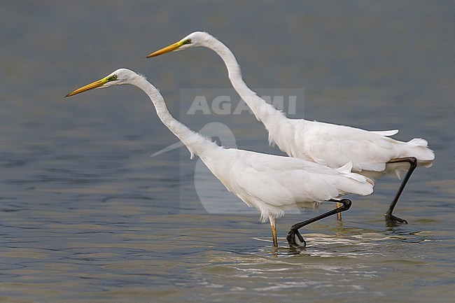 Two Great Egrets (Ardea alba) walking and hunting in shallow water. stock-image by Agami/Daniele Occhiato,