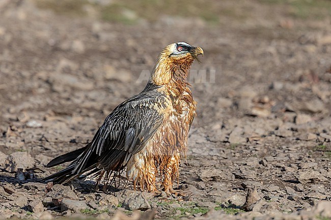 Lammergeier after bathing in red iron oxide rich soil or water stock-image by Agami/Onno Wildschut,