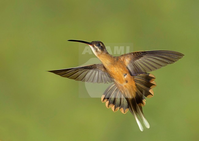 Koepckes Heremietkolibrie in vlucht, Koepckes Hermit in flight stock-image by Agami/David Hemmings,
