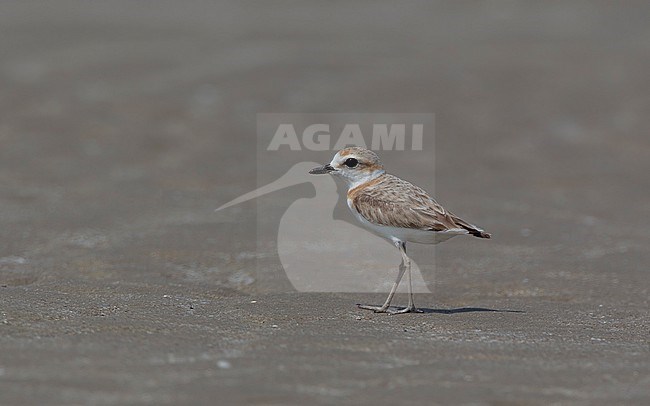 Adult female Malaysan Plover (Charadrius peronii) standing at the beach at Laem Pak Bia, Thailand stock-image by Agami/Helge Sorensen,