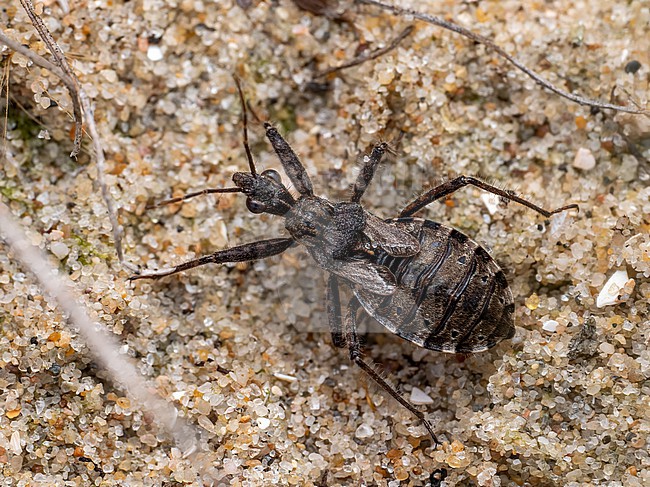 Imago of Coranus subapterus stock-image by Agami/Arnold Meijer,