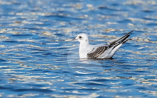 1st winter Ross's Gull swimming on dock in Vlissingen, Zeeland, The Netherlands. January 30, 2018. stock-image by Agami/Vincent Legrand,