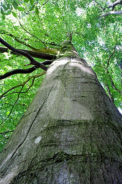 Beuk, Springendal, Twente; European Beech, Springendal, Twente, Netherlands stock-image by Agami/Marc Guyt,