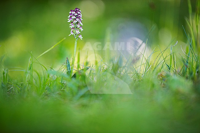 Burnt Orchid, Aangebrande orchis stock-image by Agami/Wil Leurs,