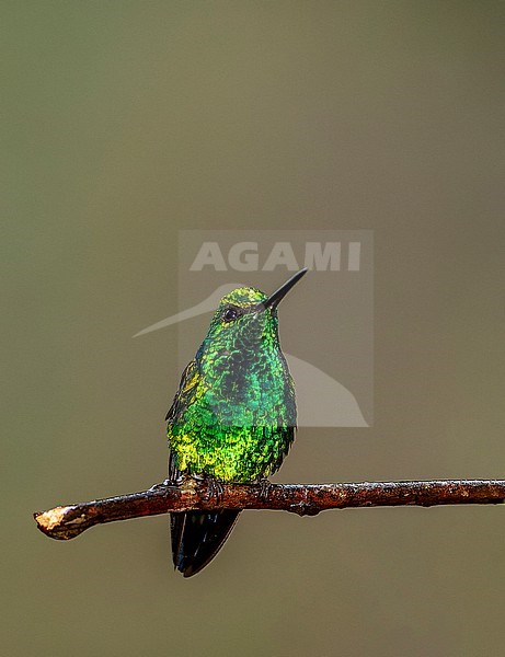Male Western Emerald (Chlorostilbon melanorhynchus) in western Ecuador. stock-image by Agami/Marc Guyt,