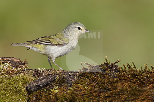 Adult male
Galveston Co., TX
April 2014 stock-image by Agami/Brian E Small,