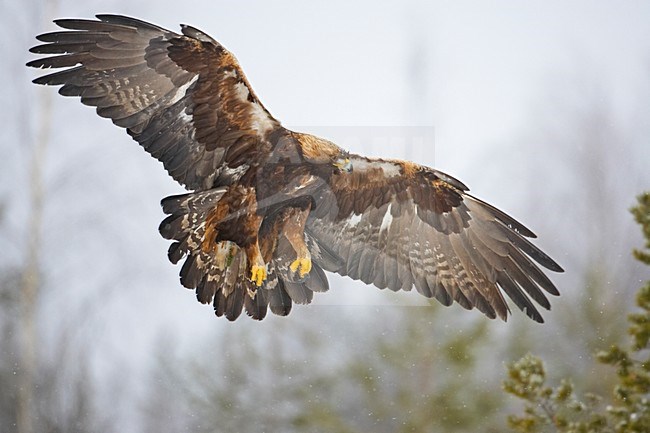 Golden Eagle immature flying; Steenarend onvolwassen vliegend stock-image by Agami/Markus Varesvuo,