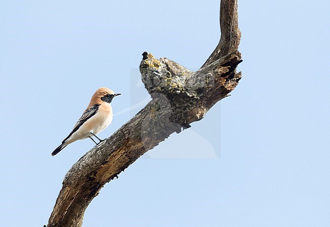 Adult male Western Black-eared Wheatear (Oenanthe hispanica) in autumn plumage in late August in northern Spain. stock-image by Agami/Marc Guyt,