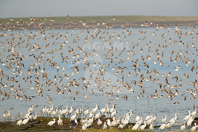 Group of spoonbills in the wadden region, Groep lepelaars in het waddengebied stock-image by Agami/Arie Ouwerkerk,