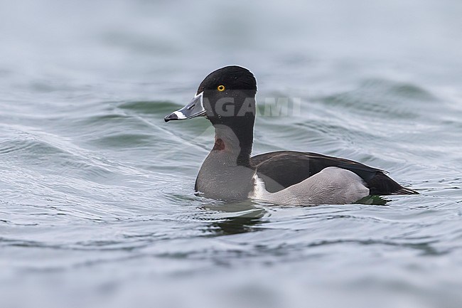 Ringsnaveleend; Ring-necked Duck, Aythya collaris stock-image by Agami/Daniele Occhiato,