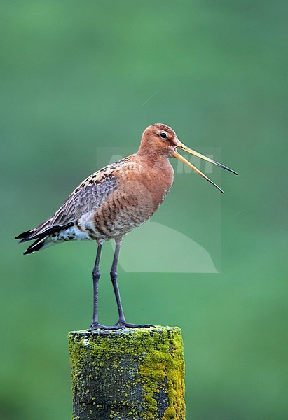 Icelandic Black-tailed Godwit (Limosa limosa islandica) calling loudly, standing on a roadside pole in Iceland. stock-image by Agami/Markus Varesvuo,