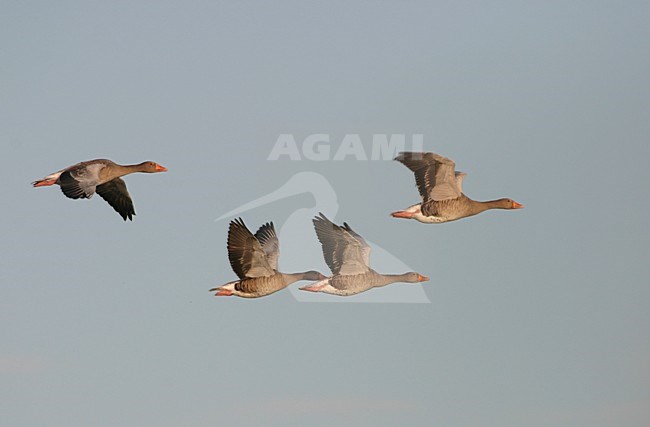 Grauwe Gans groep vliegend; Grey-lag Goose group flying stock-image by Agami/Reint Jakob Schut,