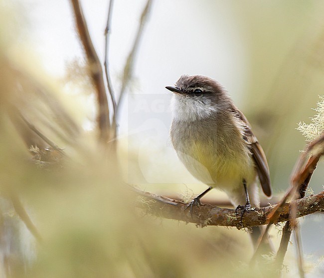 White-throated tyrannulet (Mecocerculus leucophrys) in Bogota in Colombia. Perched in a tree. stock-image by Agami/Marc Guyt,