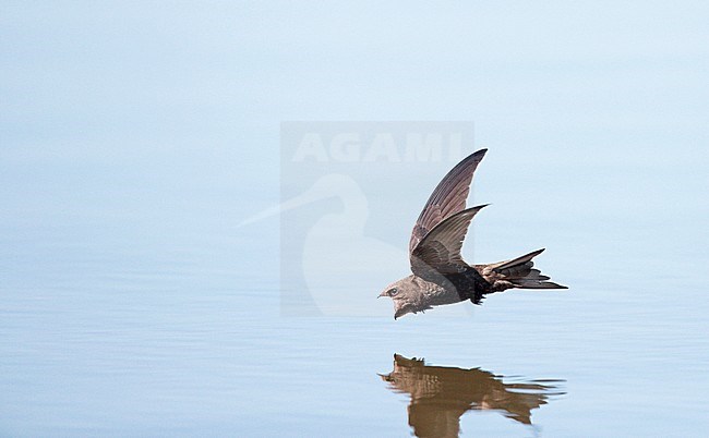 Common Swift (Apus apus) in the Netherlands. Drinking water in flight. stock-image by Agami/Ran Schols,
