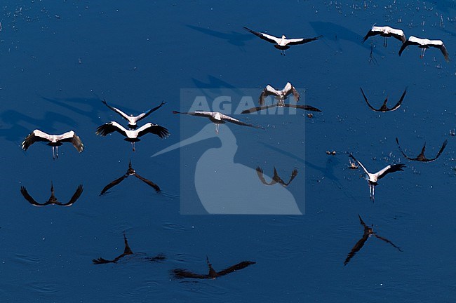 Aerial view of a flock of yellow-billed storks, Mycteria ibis, in flight. Okavango Delta, Botswana. stock-image by Agami/Sergio Pitamitz,