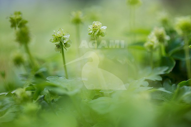 Moschatel or Five-faced bishop stock-image by Agami/Wil Leurs,