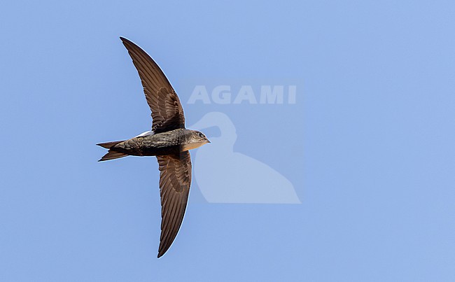 Horus Swift (Apus horus) in flight in Africa. stock-image by Agami/Ian Davies,