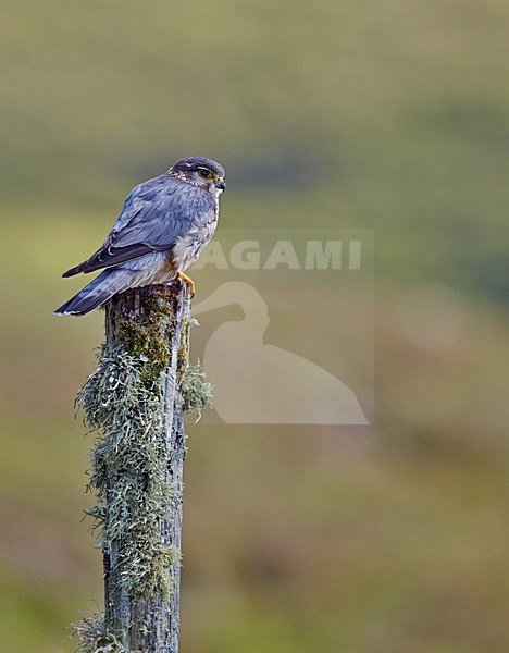 Mannetje Smelleken, Male Merlin stock-image by Agami/Markus Varesvuo,