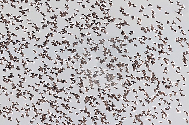 Red-billed Quelea (Quelea quelea) big flock in Tanzania. stock-image by Agami/Dubi Shapiro,