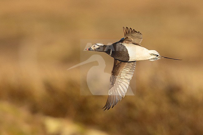 Long-tailed Duck (Clangula hyemalis), side view of an adult male in flight, Northeastern Region, Iceland stock-image by Agami/Saverio Gatto,