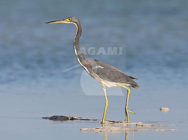 manual updated stock-image by Agami/Wil Leurs,