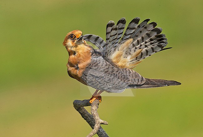 Adult female Red-footed Falcon (Falco vespertinus) stock-image by Agami/Alain Ghignone,