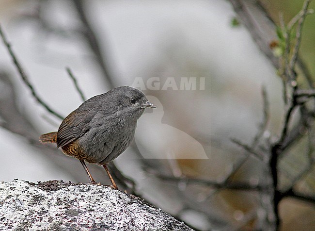 Ancash tapaculo (Scytalopus affinis) perched on a rock in Peru. stock-image by Agami/Pete Morris,