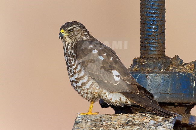 Levant Sparrowhawk (Accipiter brevipes), juvenile standing on a sluice in Egypt. stock-image by Agami/Saverio Gatto,