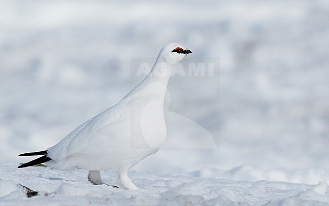 Mannetje Alpensneeuwhoen in de sneeuw, Male Rock Ptarmigan in the snow stock-image by Agami/Markus Varesvuo,