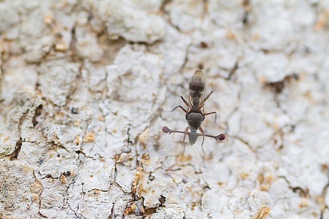 Stalk-eyed Fly - Stielaugenfliege - Chaetodiopsis meigenii, Oman, imago stock-image by Agami/Ralph Martin,