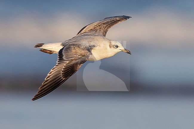 Mediterranean Gull (Ichthyaetus melanocephalus), side view of a juvenile in flight, Campania, Italy stock-image by Agami/Saverio Gatto,