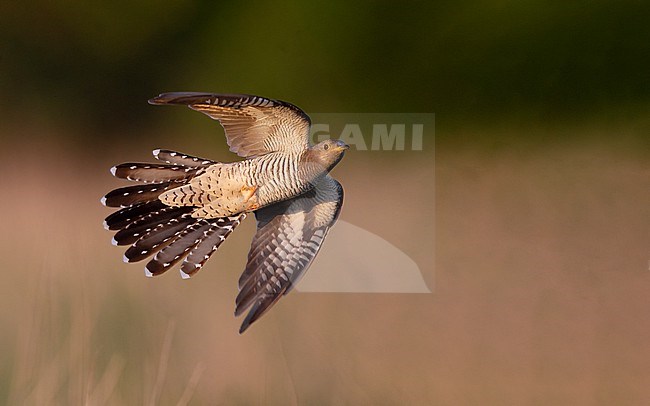 Adult female Common Cuckoo (Cuculus canorus) in flight over a meadow at North Zealand, Denmark stock-image by Agami/Helge Sorensen,