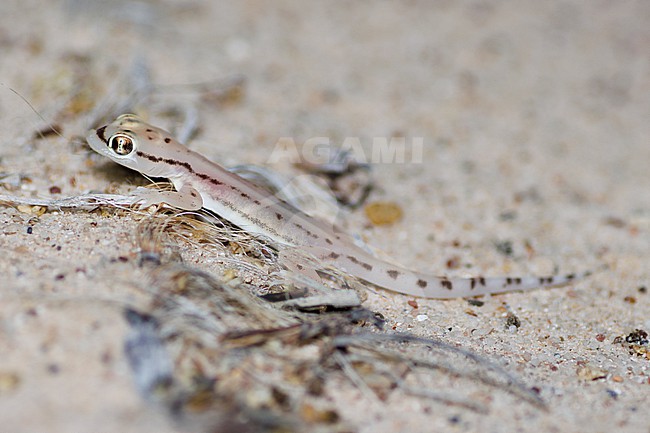 Sharqiyah sand gecko (Trigonodactylus sharqiyahensis) taken the 23/02/2023 at Sharqiyah - Oman. stock-image by Agami/Nicolas Bastide,