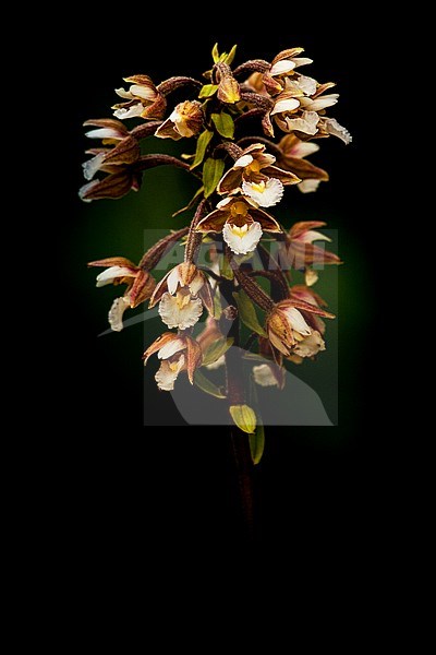 Moeraswespenorchis, Marsh Helleborine, Epipactis palustris stock-image by Agami/Wil Leurs,