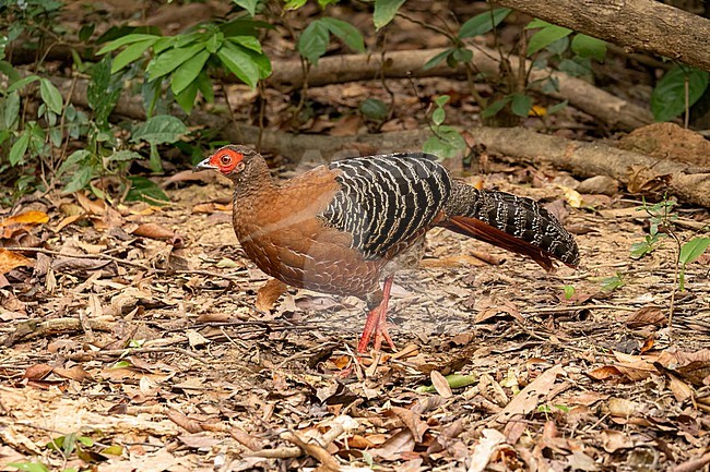 Siamese Fireback, Lophura diardi stock-image by Agami/Hans Germeraad,