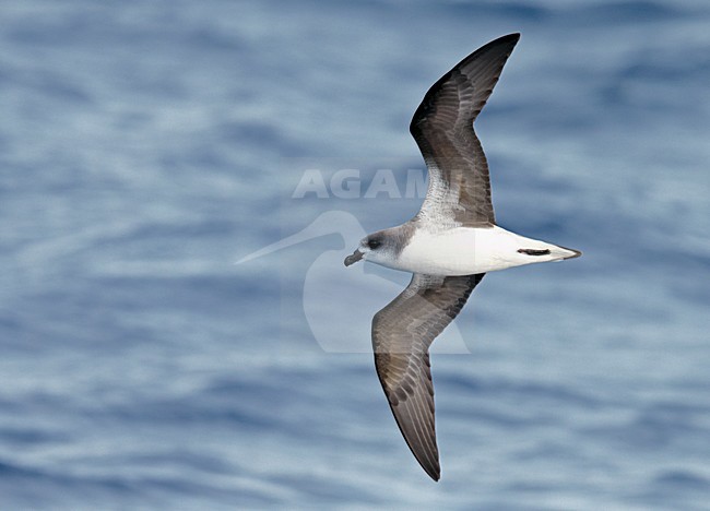 Desertastormvogel in vlucht; Desertas Petrel in flight stock-image by Agami/Markus Varesvuo,