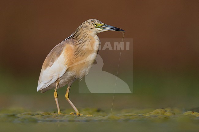 Squacco Heron (Ardeola ralloides), adult standing in a swamp stock-image by Agami/Saverio Gatto,